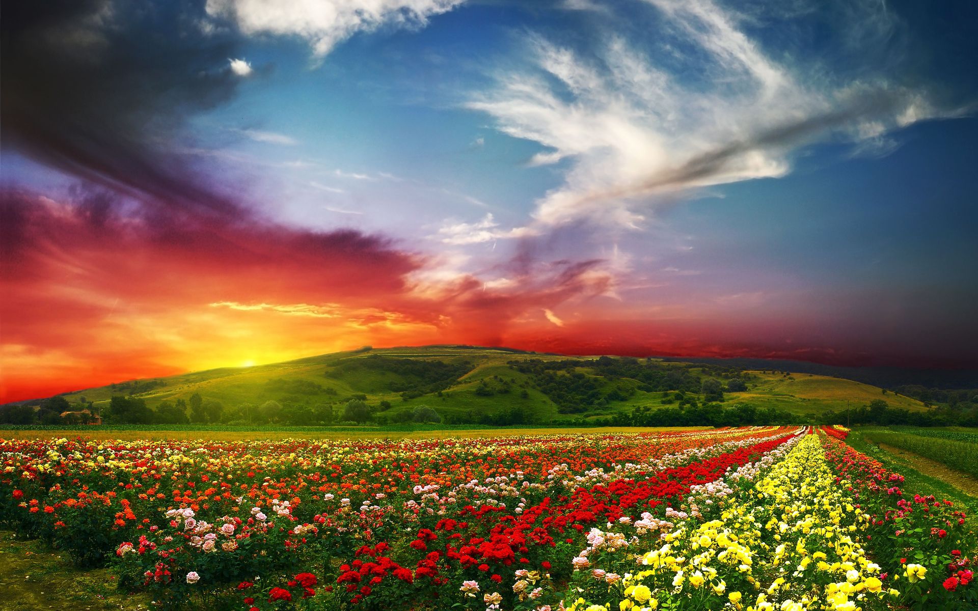 Beautiful, Landscape, Scenery, Rose, Valley, Countryside, High ...