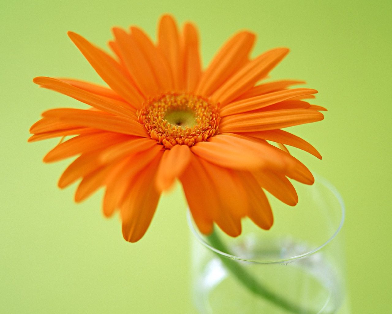 Gerbera Daisy background Wallpapers - HD Wallpapers 15567