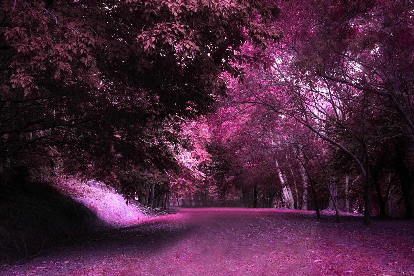 FANTASY FOREST WALLPAPER - (#85450) - HD Wallpapers ...