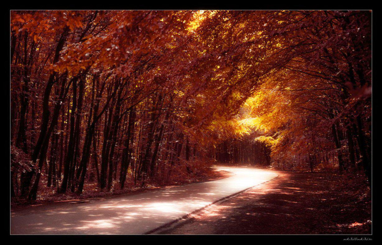 ROAD INTO THE FANTASY FOREST WALLPAPER - (#114422) - HD Wallpapers ...