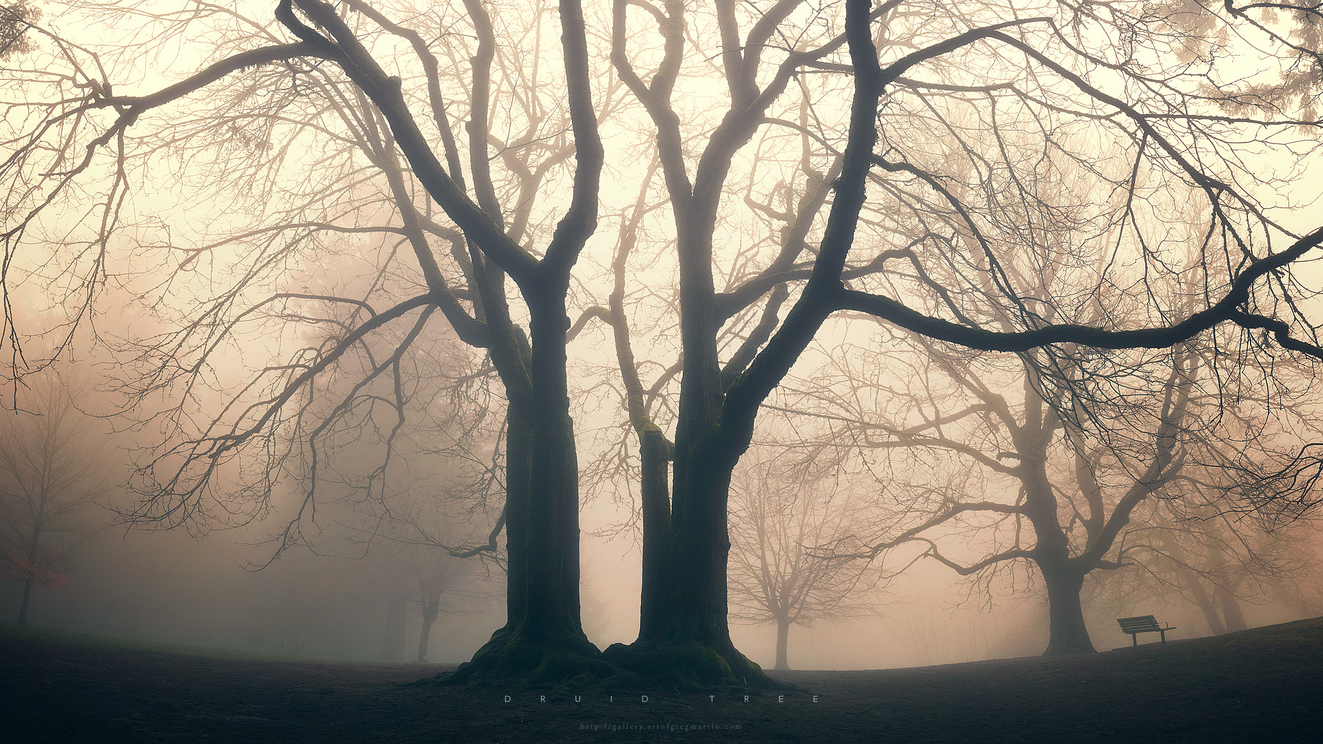 Trees fog mist mood bokeh park garden druid nature wallpaper ...