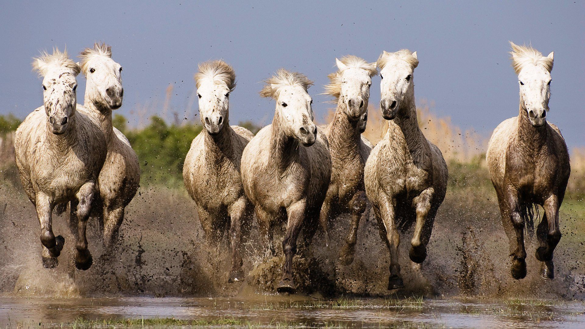 Seven Horse Wallpapers Group 53