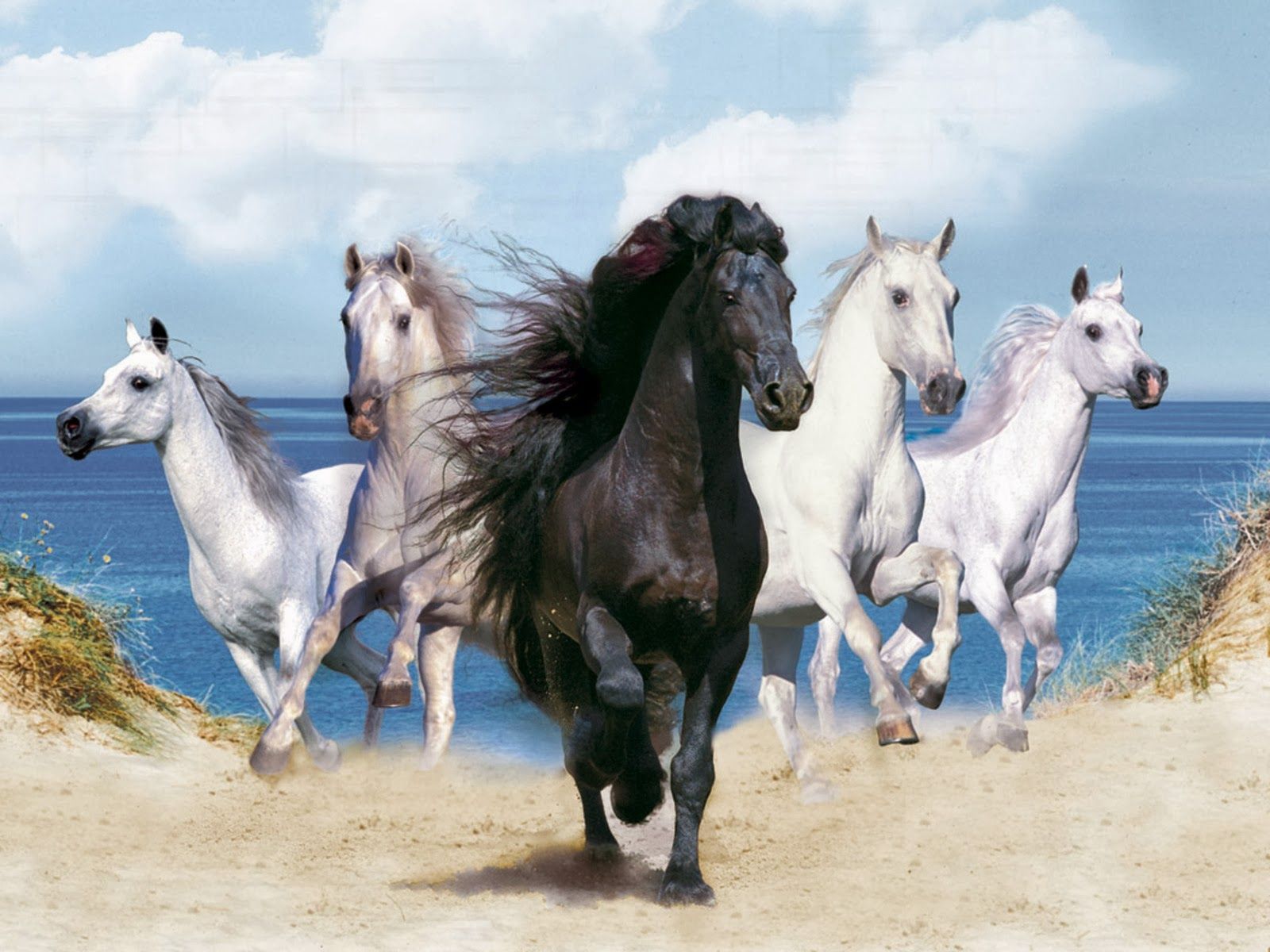 Running horse 1080P 2K 4K 5K HD wallpapers free download  Wallpaper  Flare
