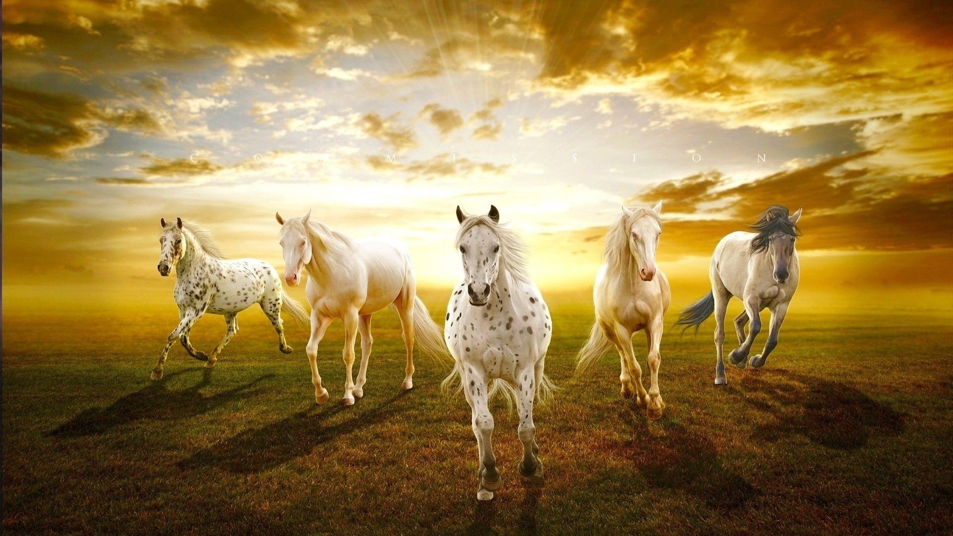 sunset, white, animals, horses, white horse, prairie :: Wallpapers