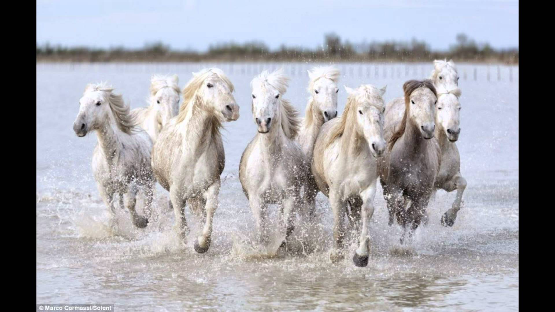 The real life unicorns Magical shots of wild white horses racing