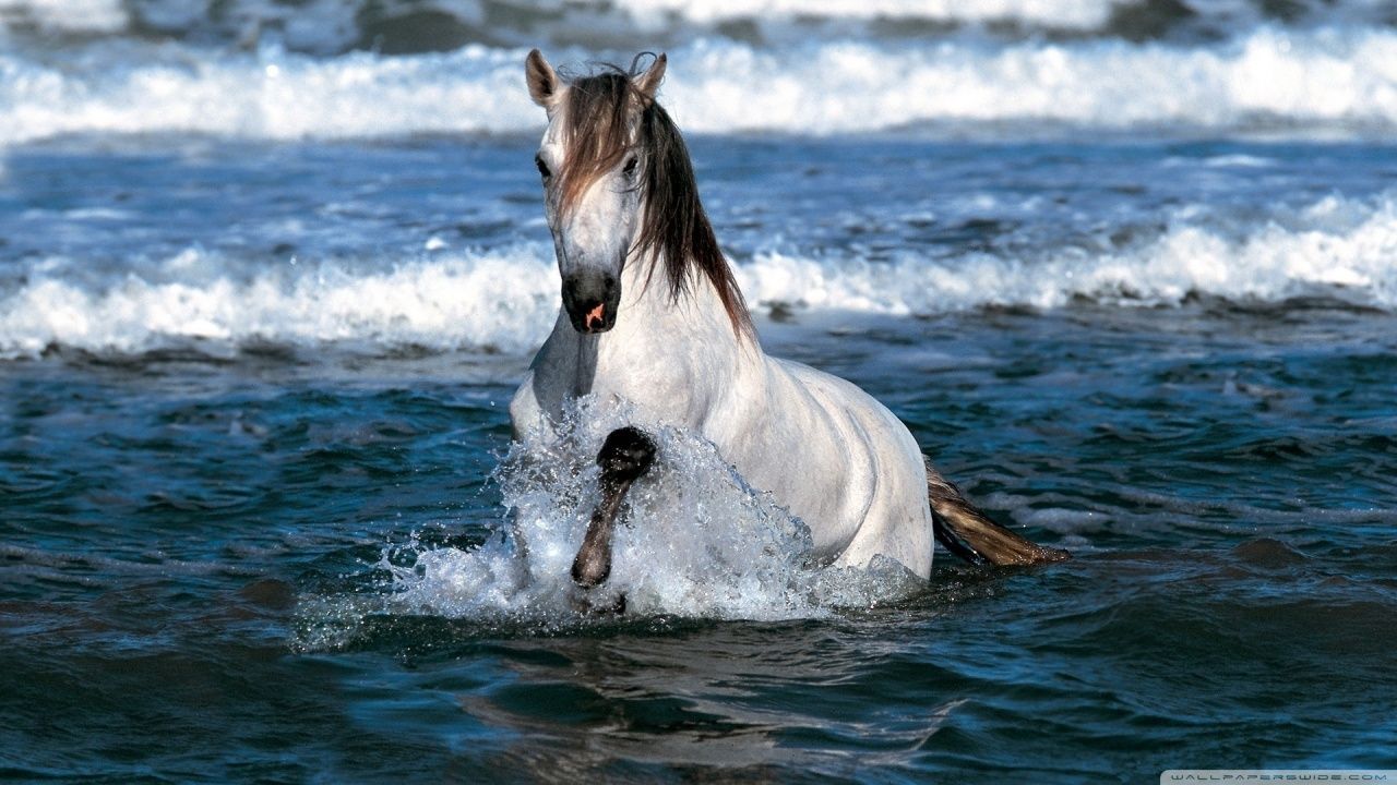 White Horse Running In Water HD desktop wallpaper High resolution