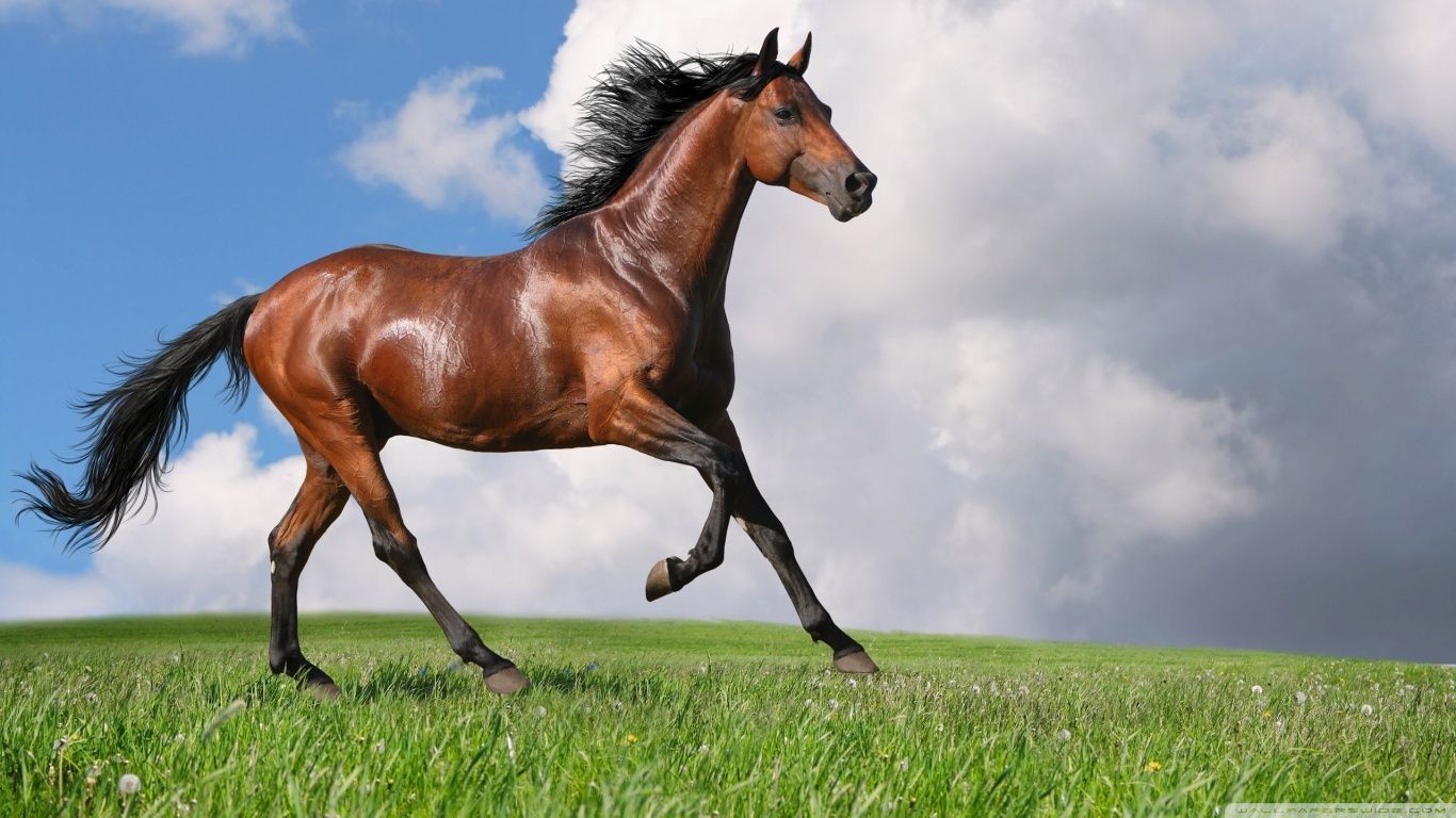 Running Horse HD desktop wallpaper : High Definition : Fullscreen ...