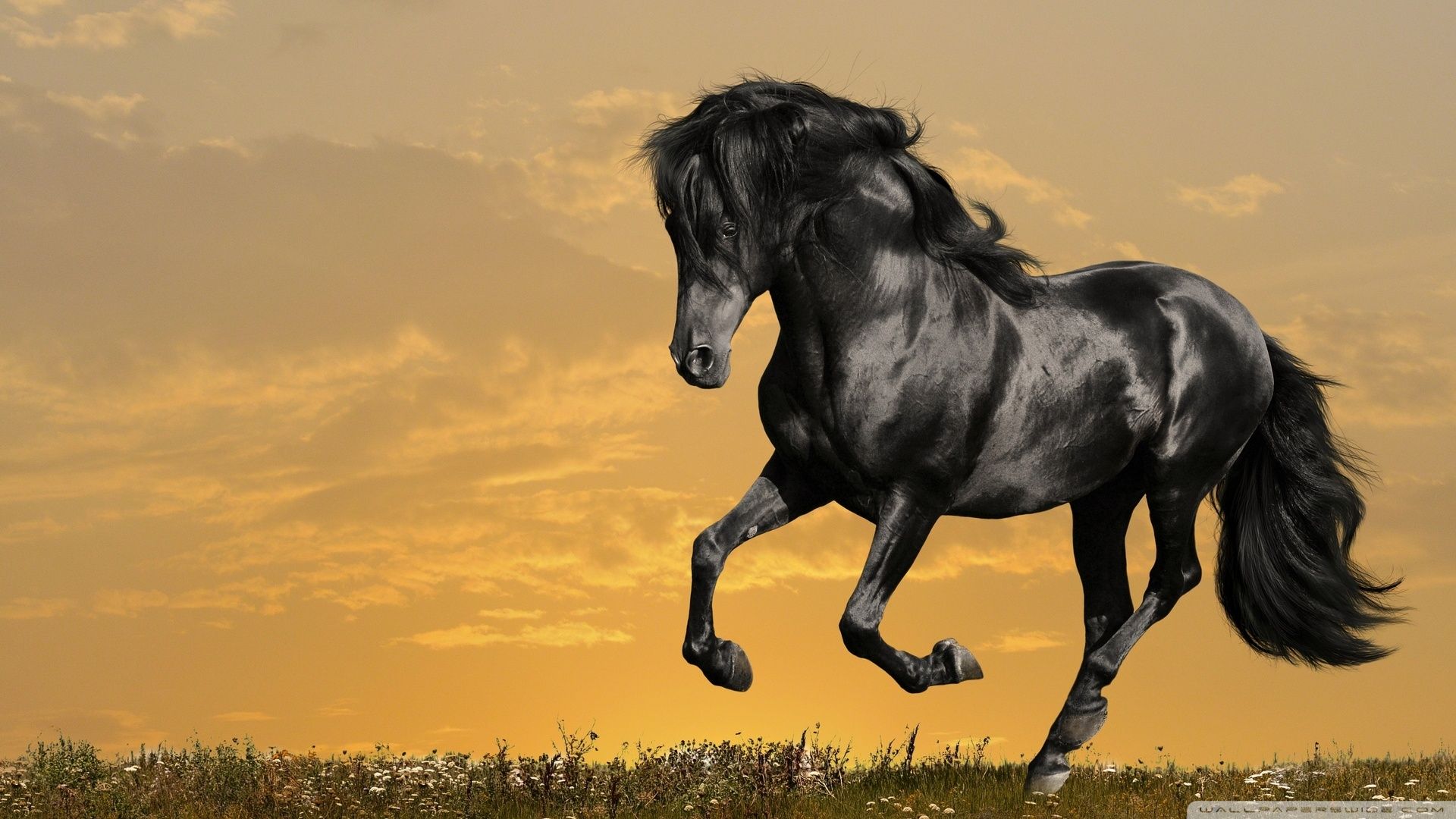 Black Horse HD Wallpapers | Black Horse Images | Cool Wallpapers