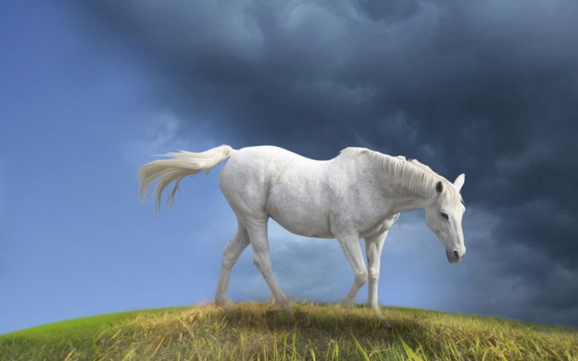 White Horse Wallpapers - Wallpaper Cave