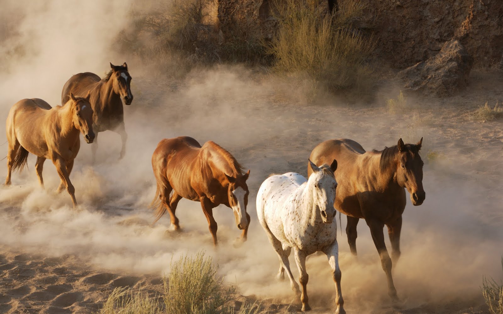 Animals Zoo Park: Brown Running Horses Wallpapers, Brown Horse ...