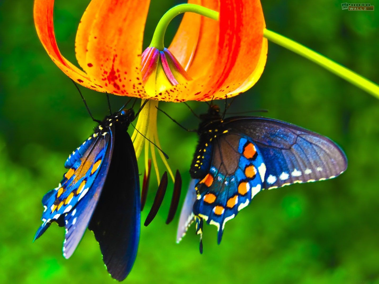 Butterfly #777016 | Full HD Widescreen wallpapers for desktop download