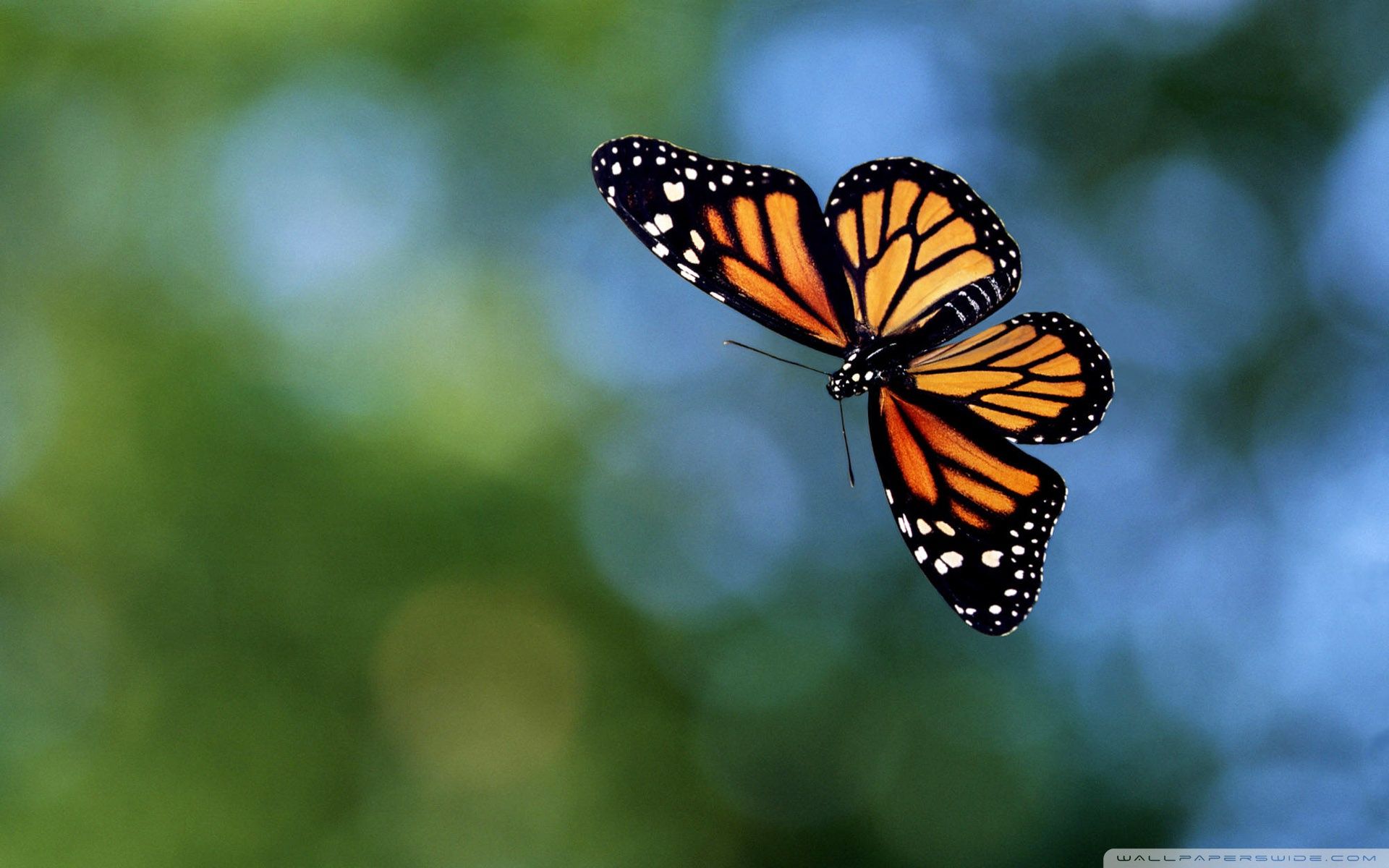 flying butterfly wallpapers 1920 1200 | a2zHDWallpapers