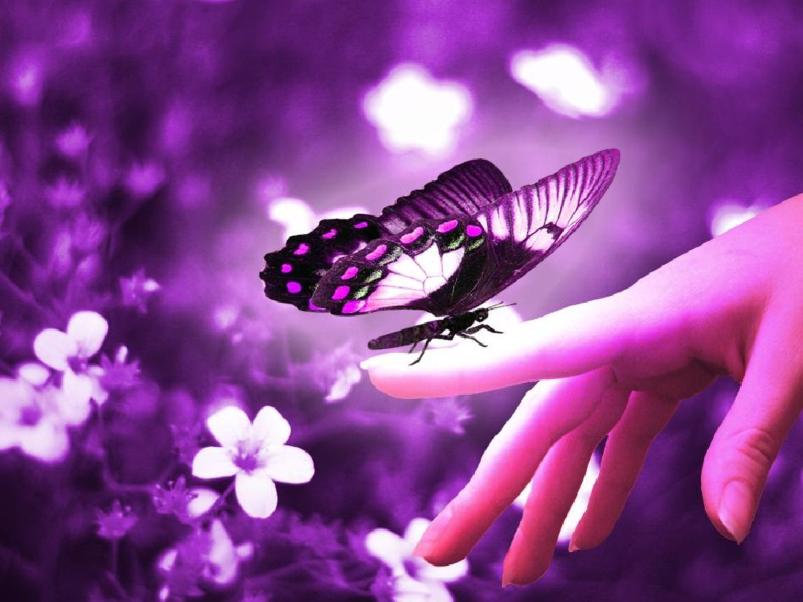 Butterfly HD Wallpapers | Butterfly Desktop Images | Cool Wallpapers