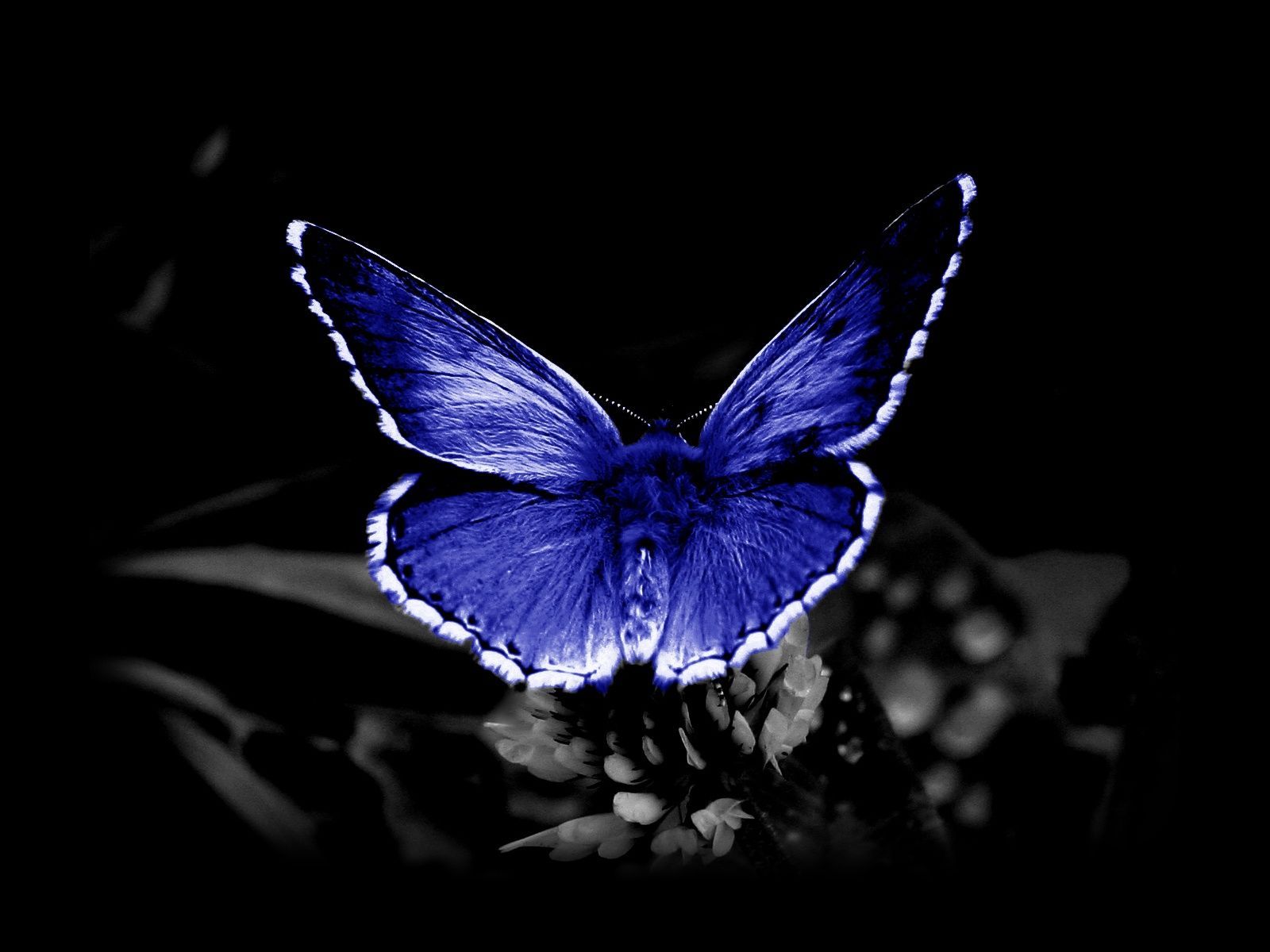 High Definition butterfly wallpaper for free download