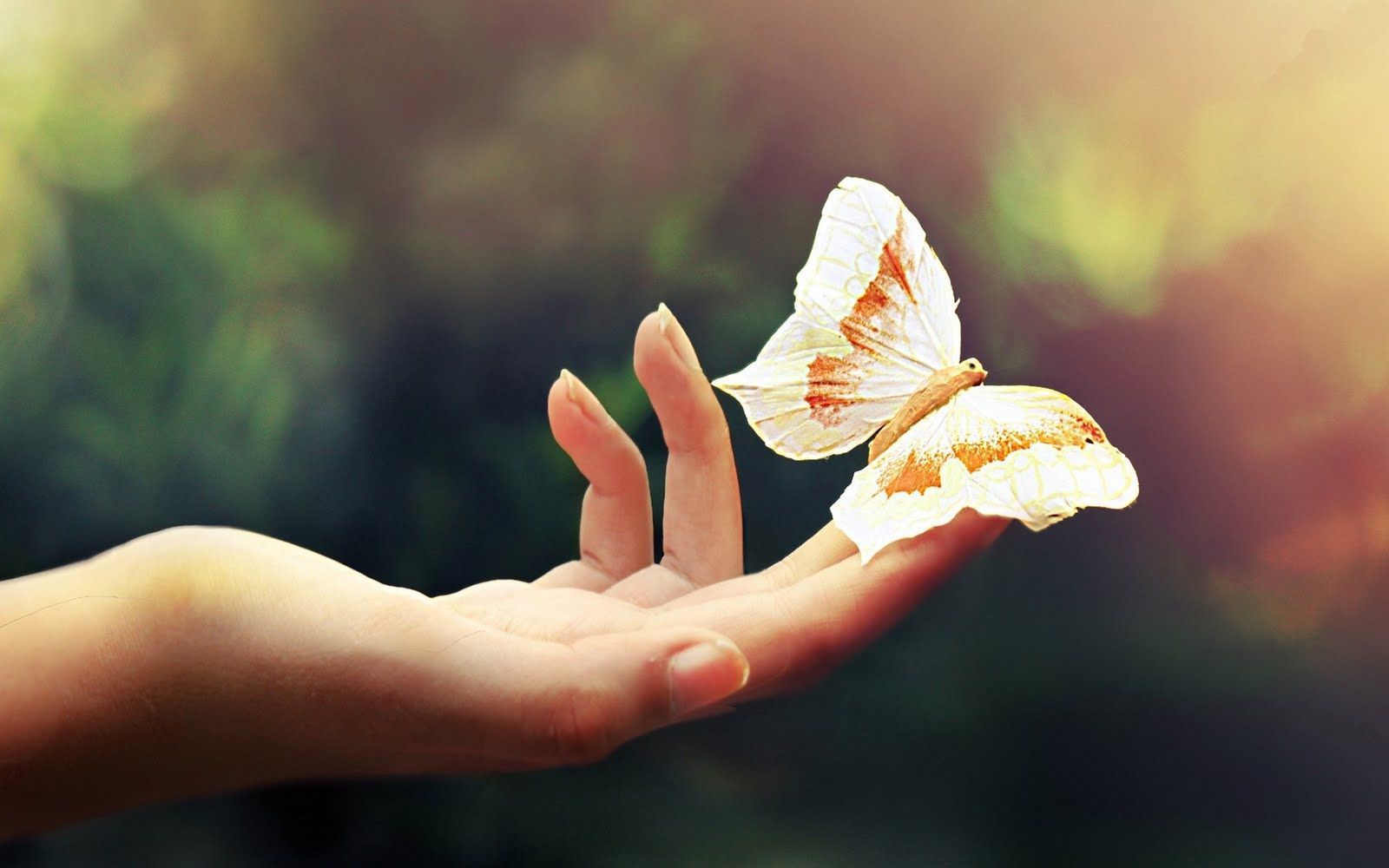 Beautiful Butterfly Wallpapers HD Pictures | One HD Wallpaper ...