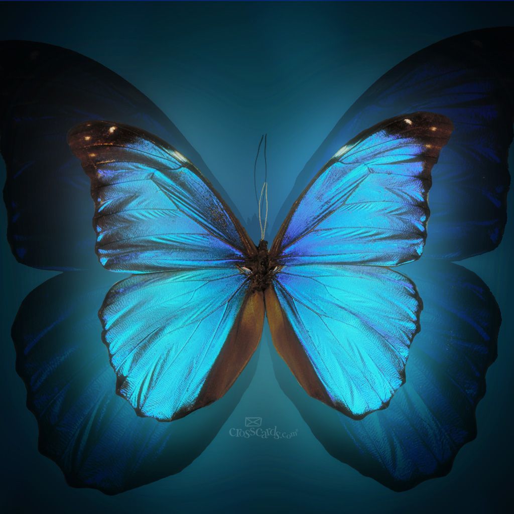 Gallery for - butterflies mobile wallpaper