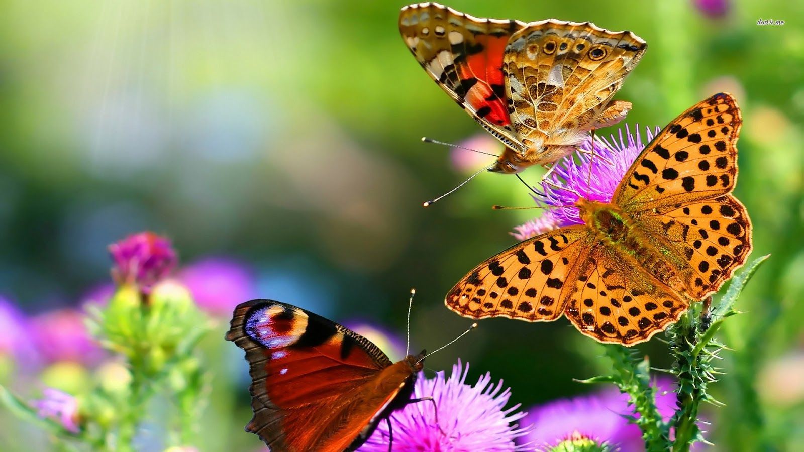Beautiful Butterfly Wallpapers - Wallpaper Cave