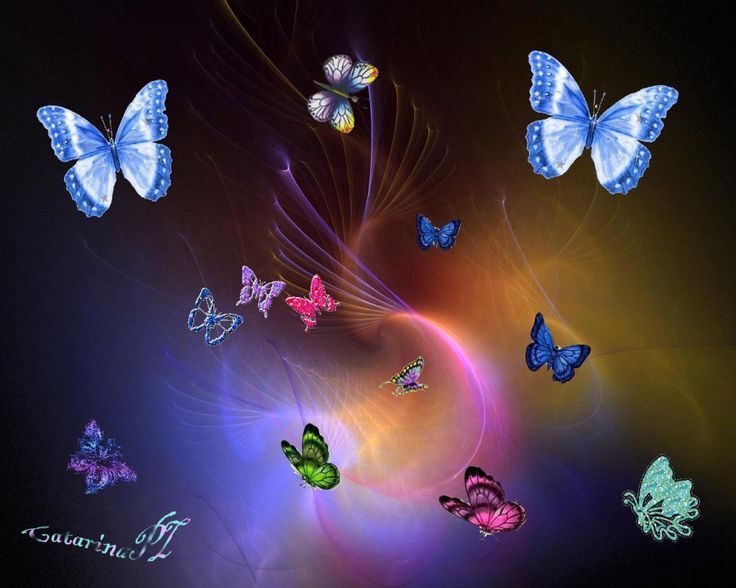 Fantasy butterfly backgrounds Free Download HD Colorful