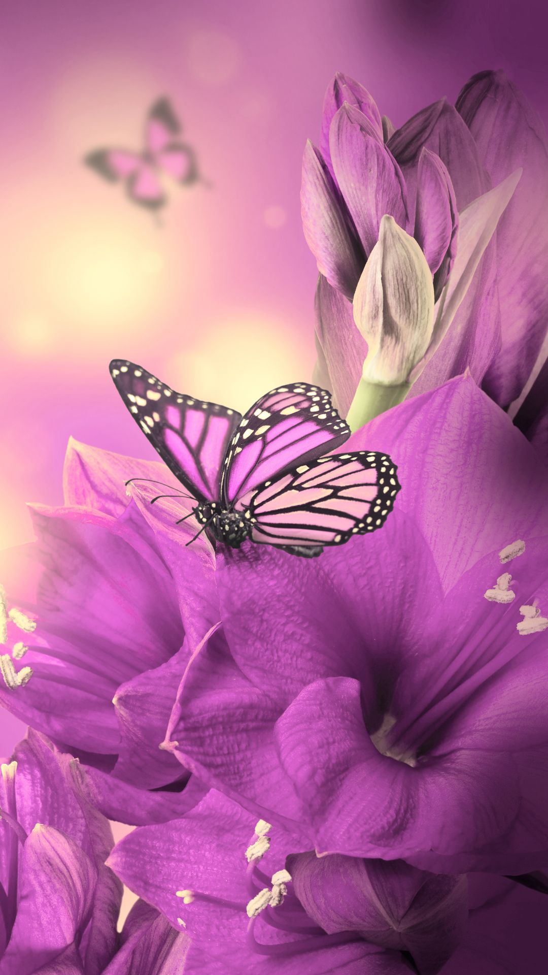 Primula Purple Butterfly iPhone 6 wallpaper - android wallpapers