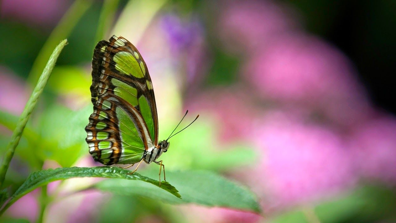 Green Butterfly HD Wallpapers Images Pictures Photos Gallery free
