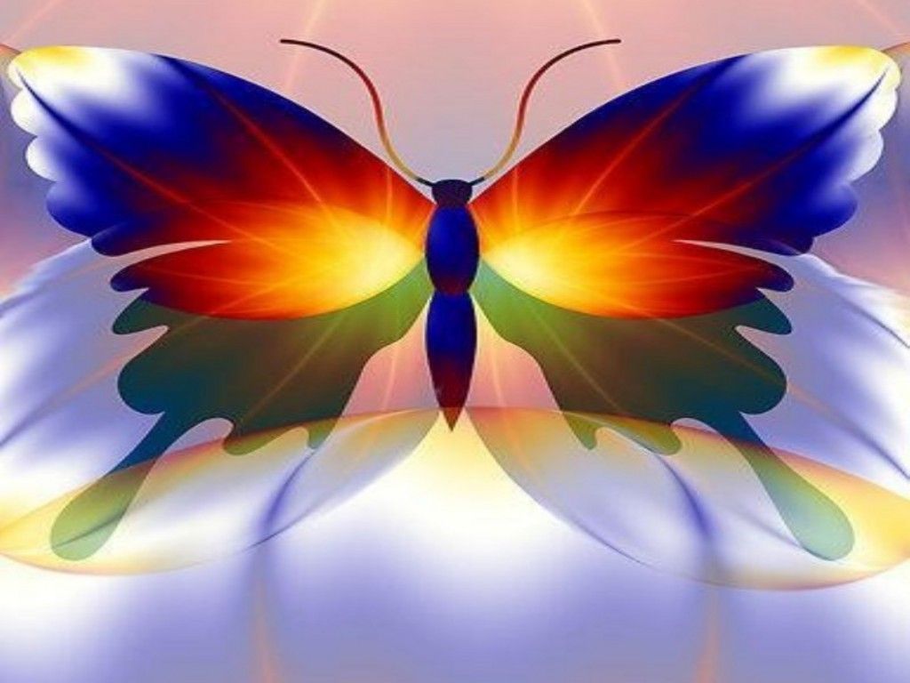Colorful Butterfly HD Large Wallpapers | newallpaper.net