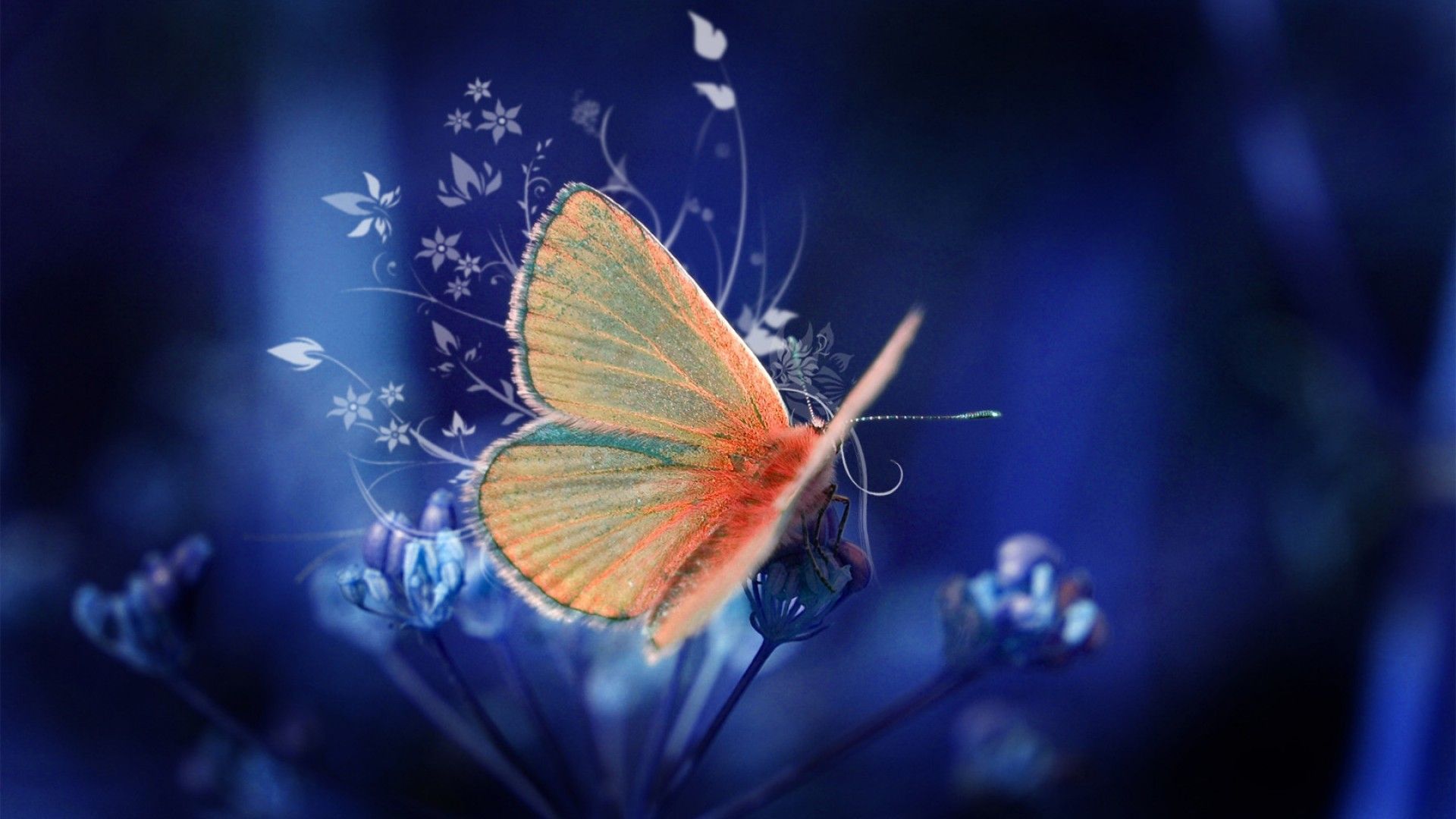 Butterfly Free Wallpapers - Wallpaper Cave