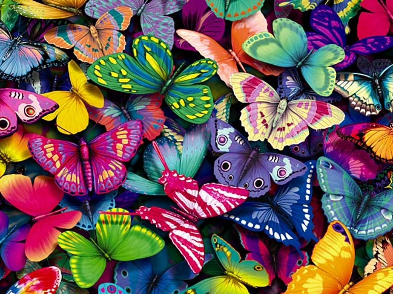 Butterflies rose hd wallpaper