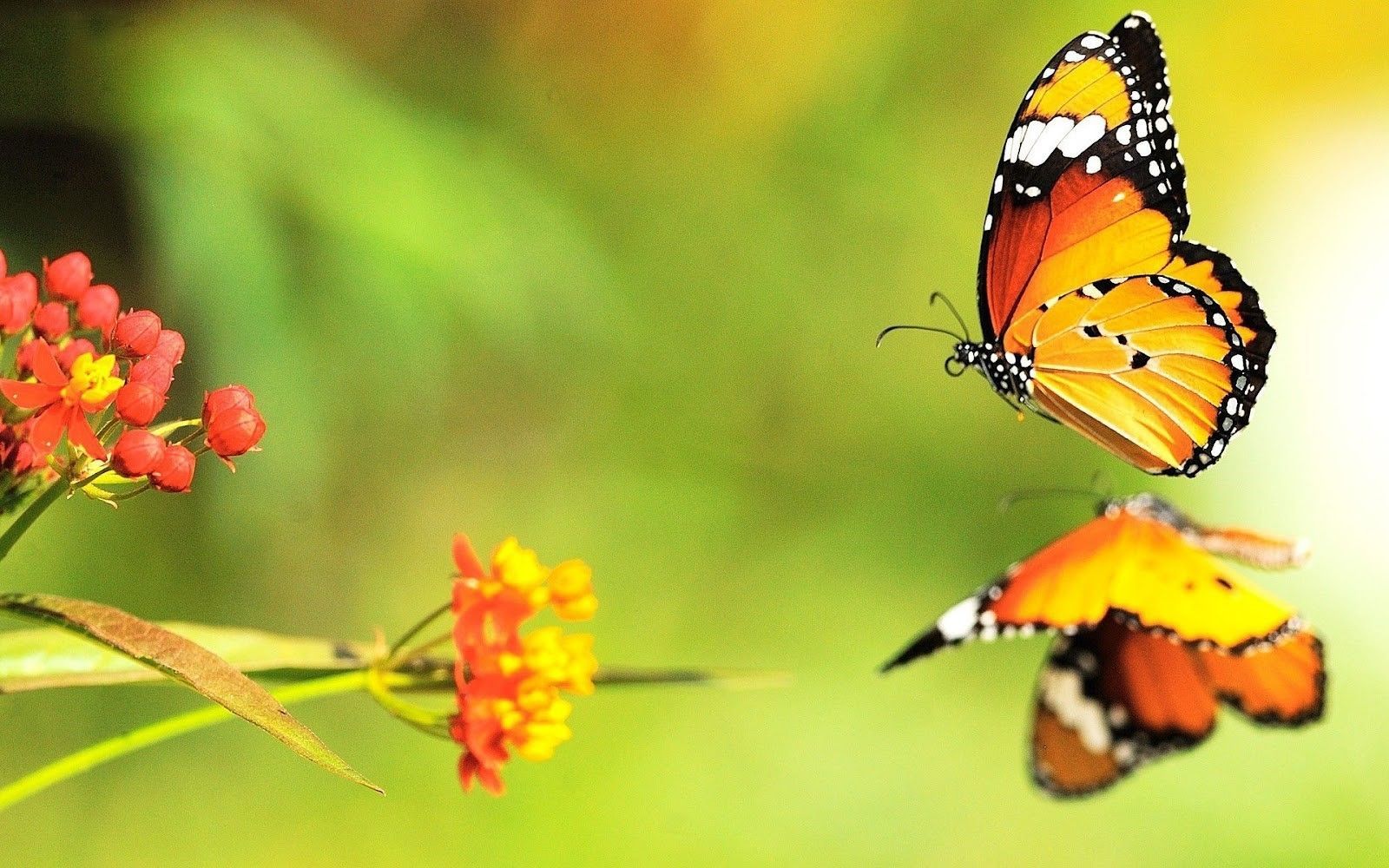 Butterfly Wallpapers | Free Download Cute Colorful HD Desktop Images