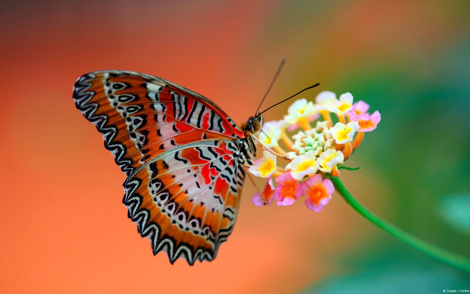 desktop-butterfly-wallpapers-free-hd-download.jpg