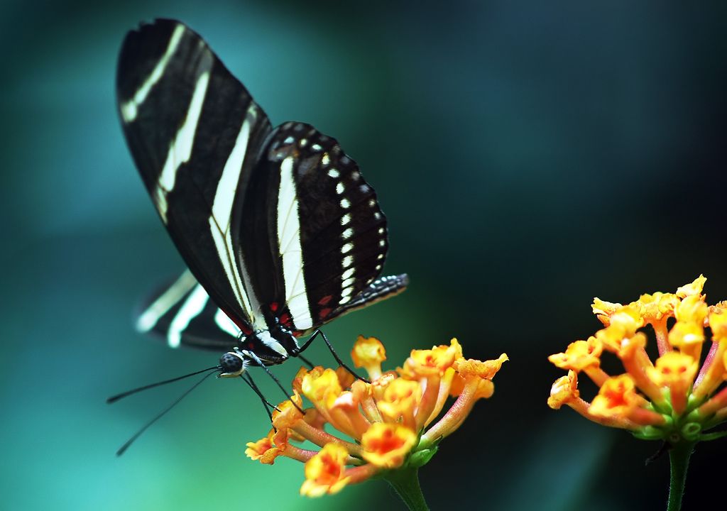 Butterfly Wallpaper Download - Wallpapers High Definition