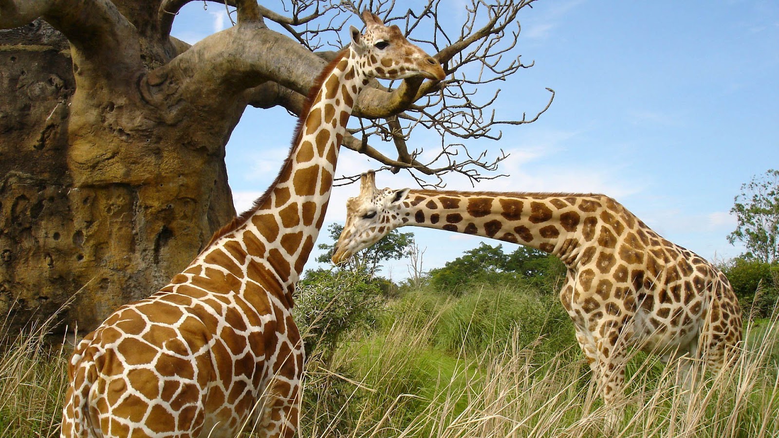 HD Giraffes Wallpapers and Photos | HD Animals Wallpapers