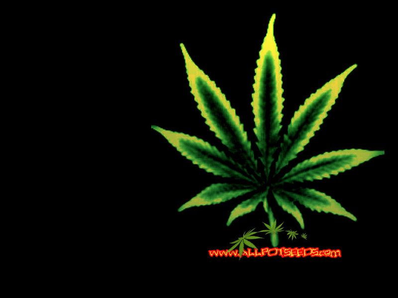 eoo50ylu: cannabis wallpaper