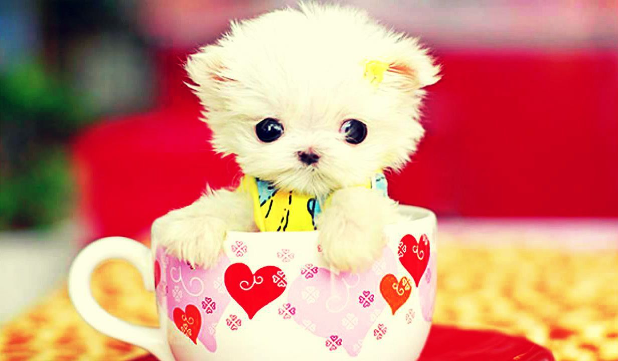 Wallpapers Of Cute