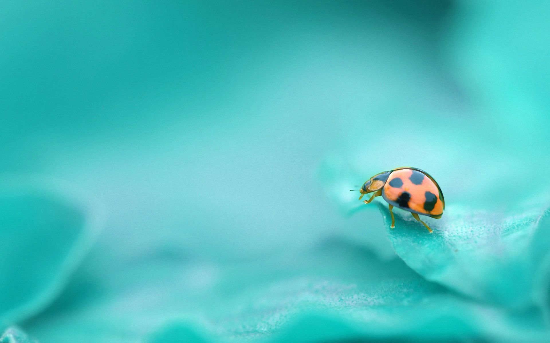 Download Cute Ladybug Wallpaper 3942 1920x1200 px High Resolution