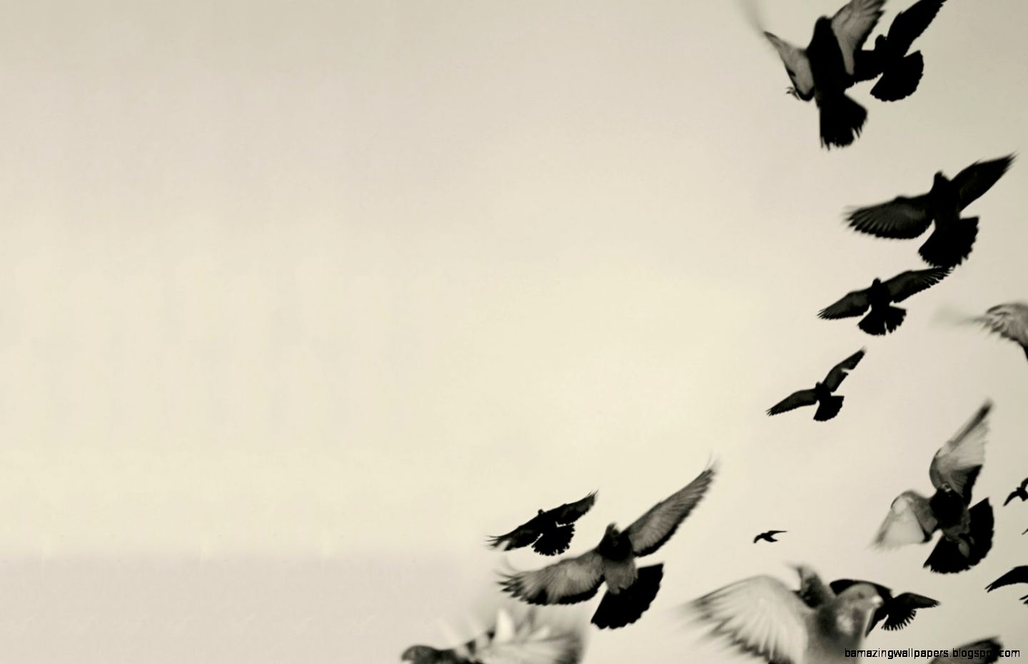 Black And White Bird Wallpapers