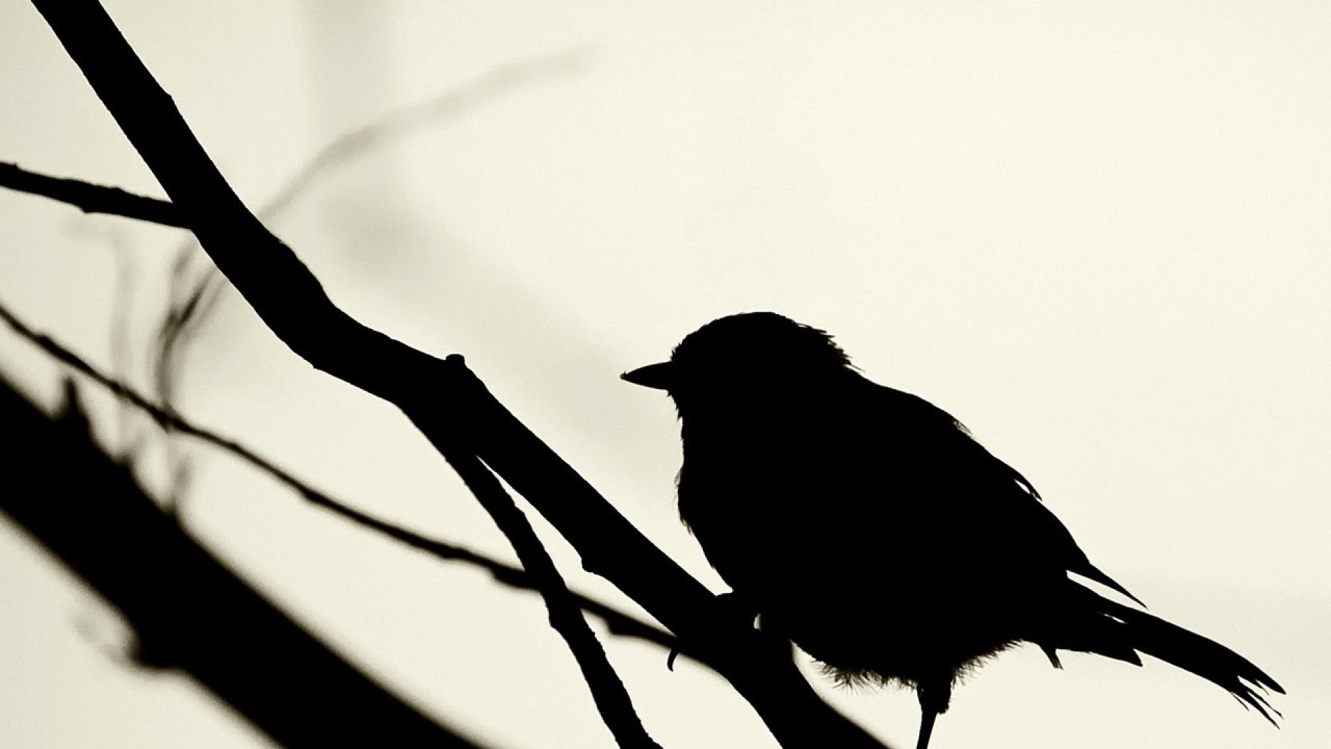 Black white birds silhouette bird HD Wallpaper wallpaper -
