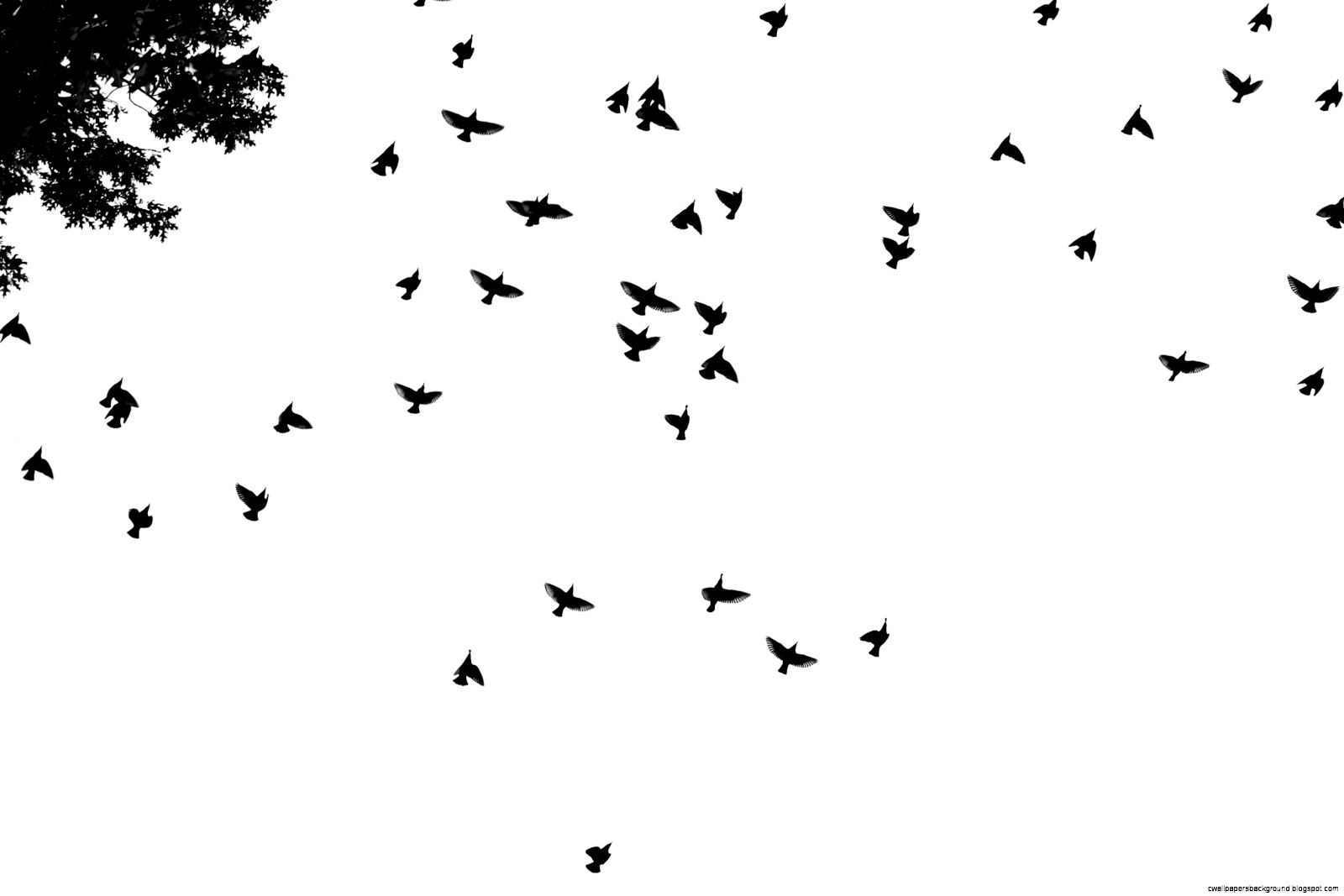 Bird Wallpaper Black And White | Wallpapers Background