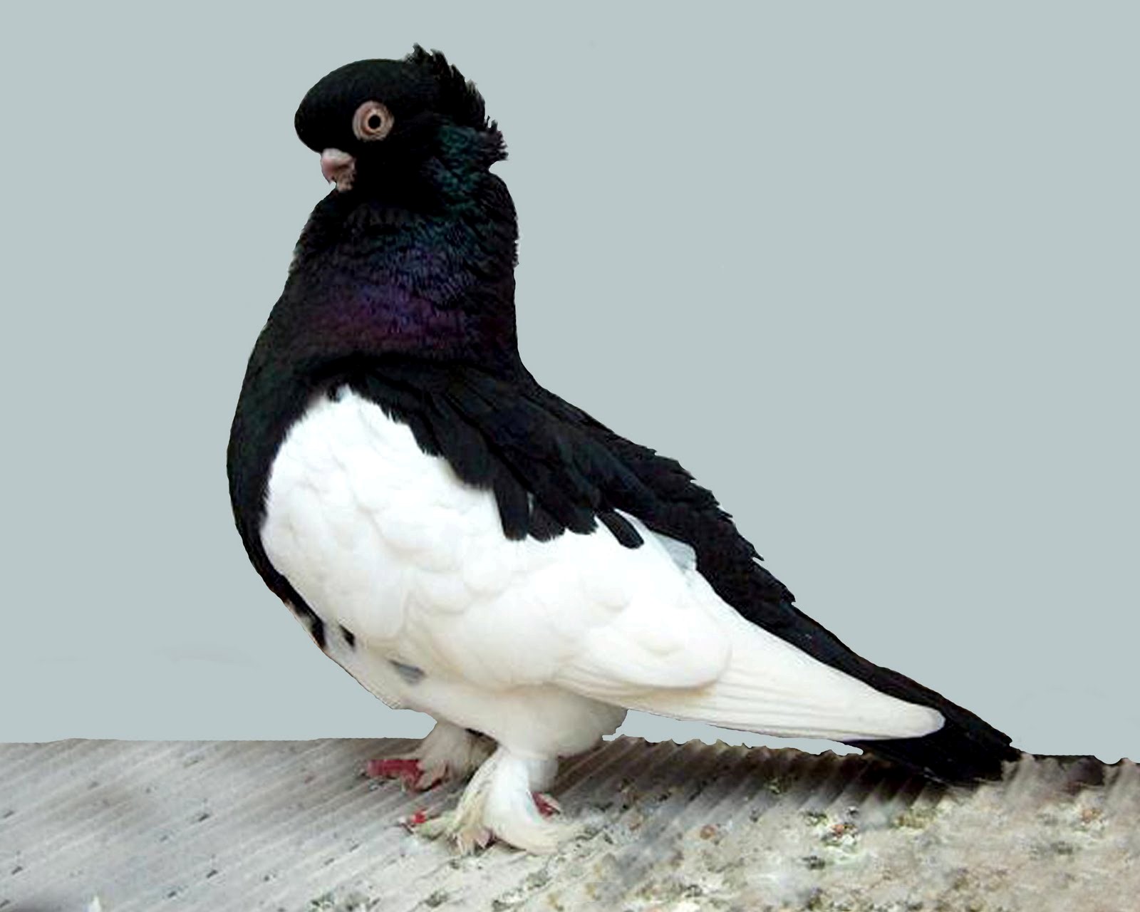Black And White Bird Pigeon Pics Hd Wallpapers. Black And White