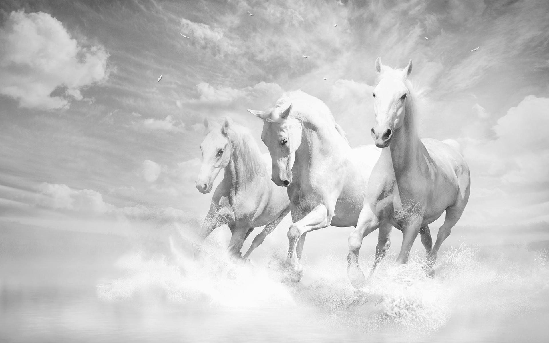 Animals & Birds Black And White White Horses Wallpaper. Black and other