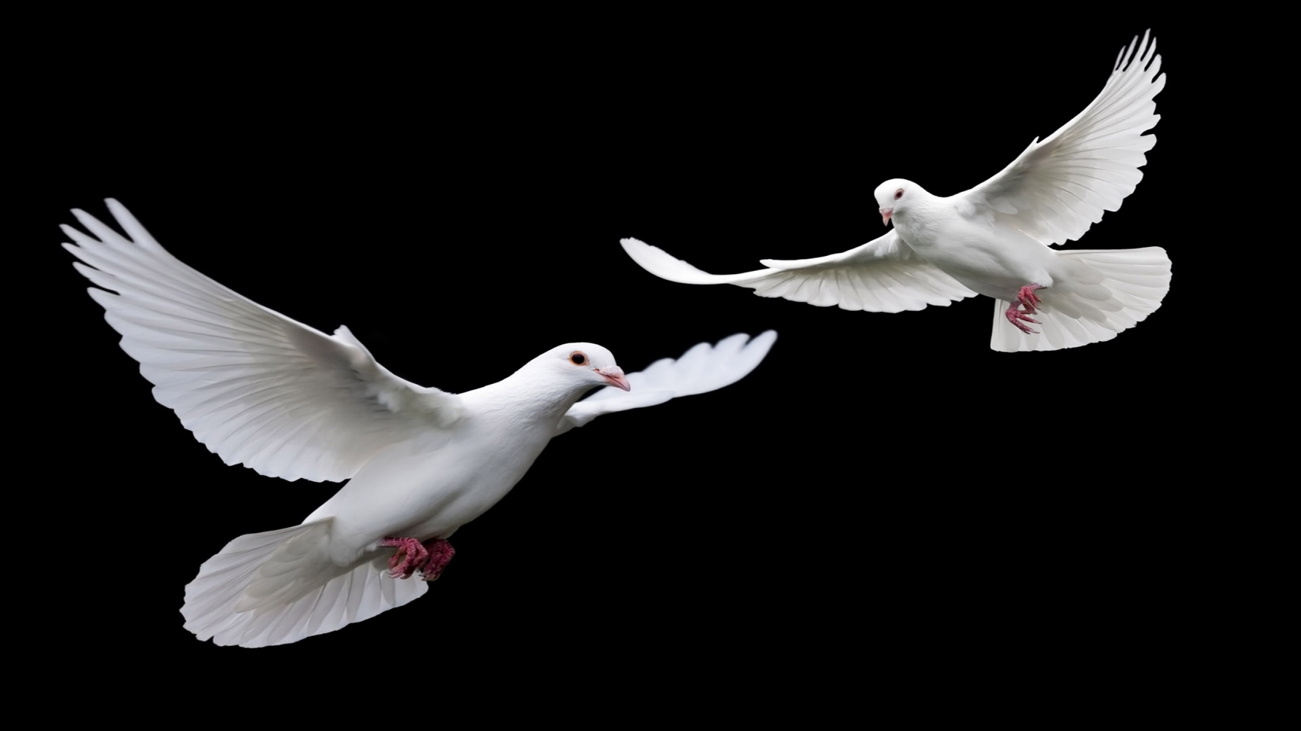 Мама голуби летят. Белый голубь. Голубь летит. Белый голубь летит. Белые голуби в небе.