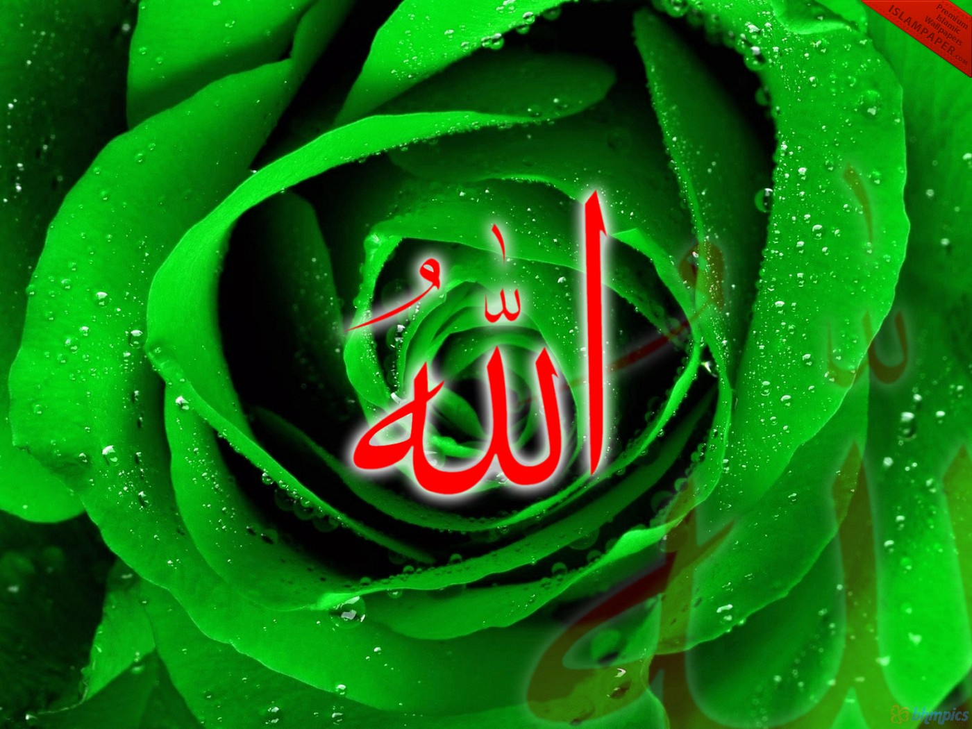 red-allah-wallpaper-amazing-green-rose-hd-wallpapers – Sky HD ...
