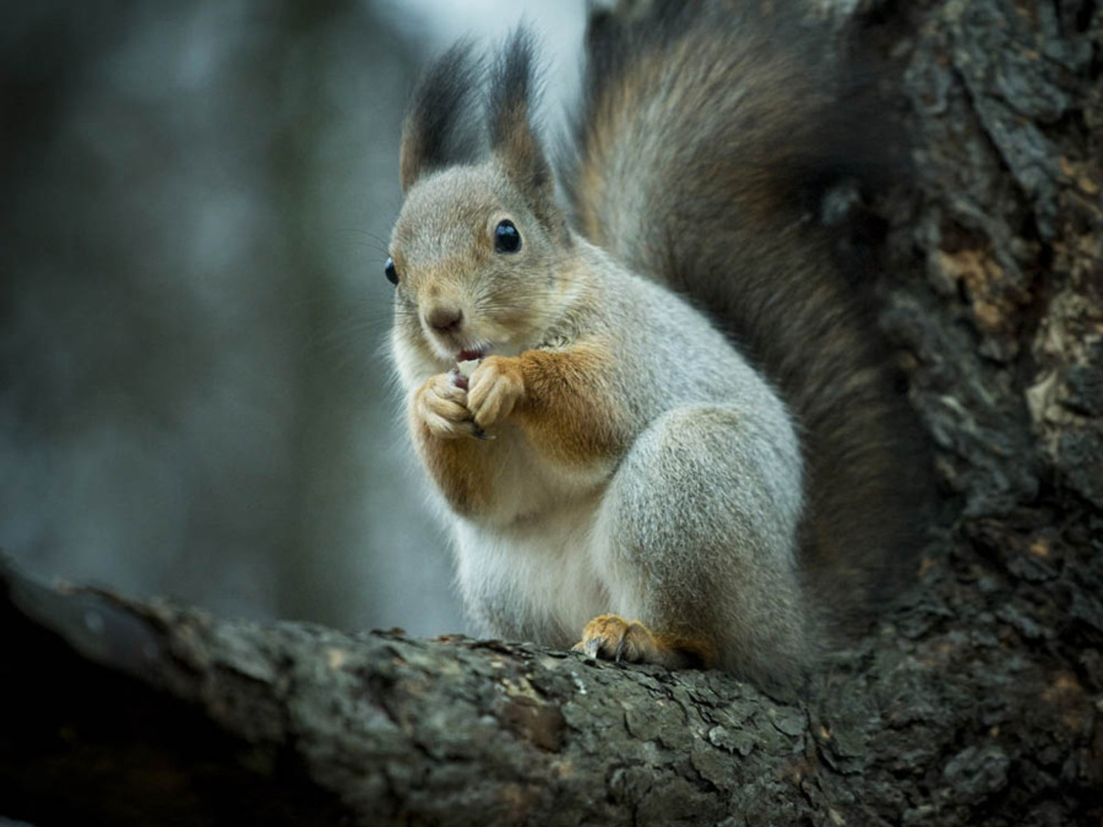 Apple Mac Desktop Wallpapers HD Ultimate Guide to Squirrel Hunting ...