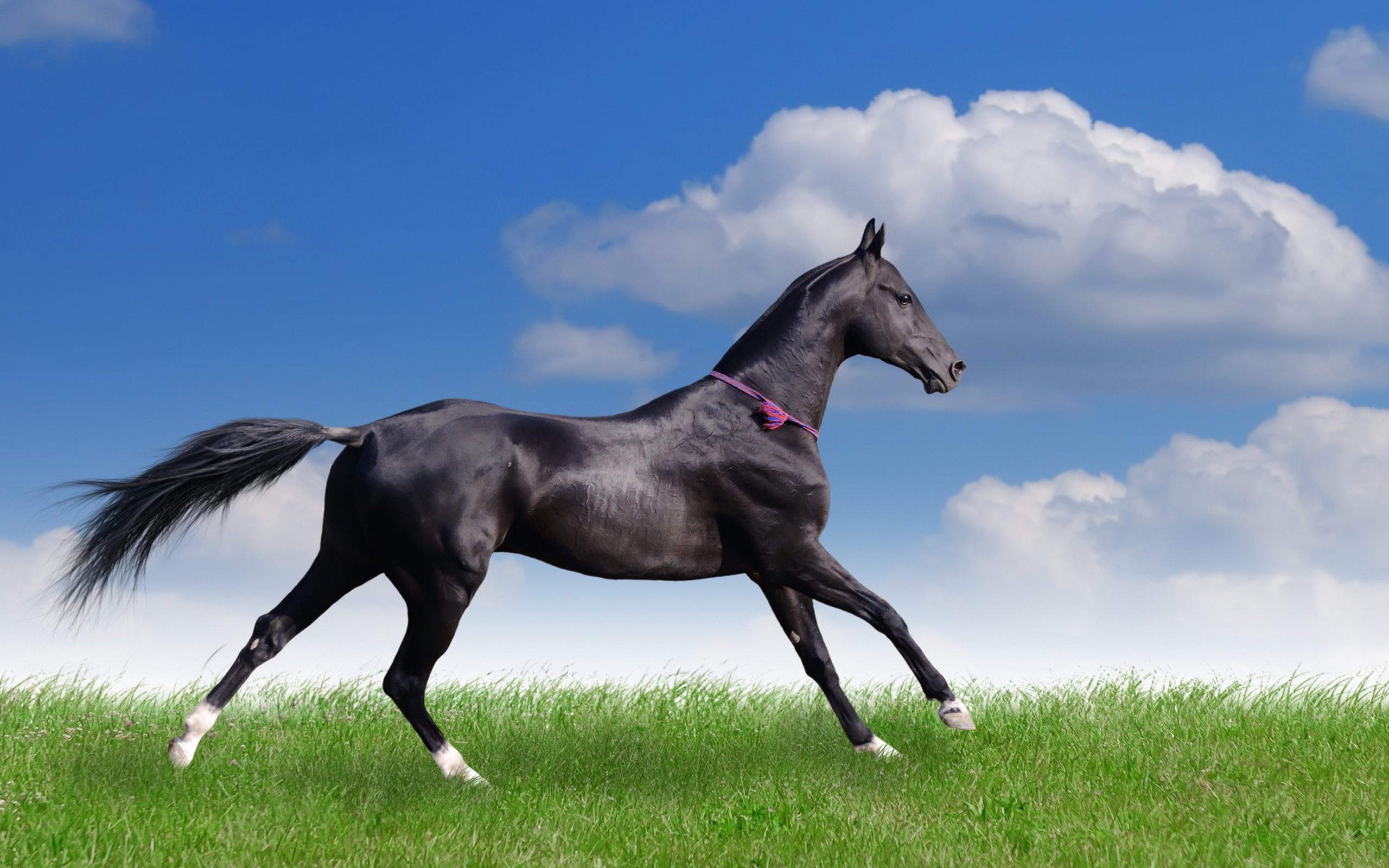 Balck Horse HD Wallpapers, Download Balck Horse Desktop HD ...