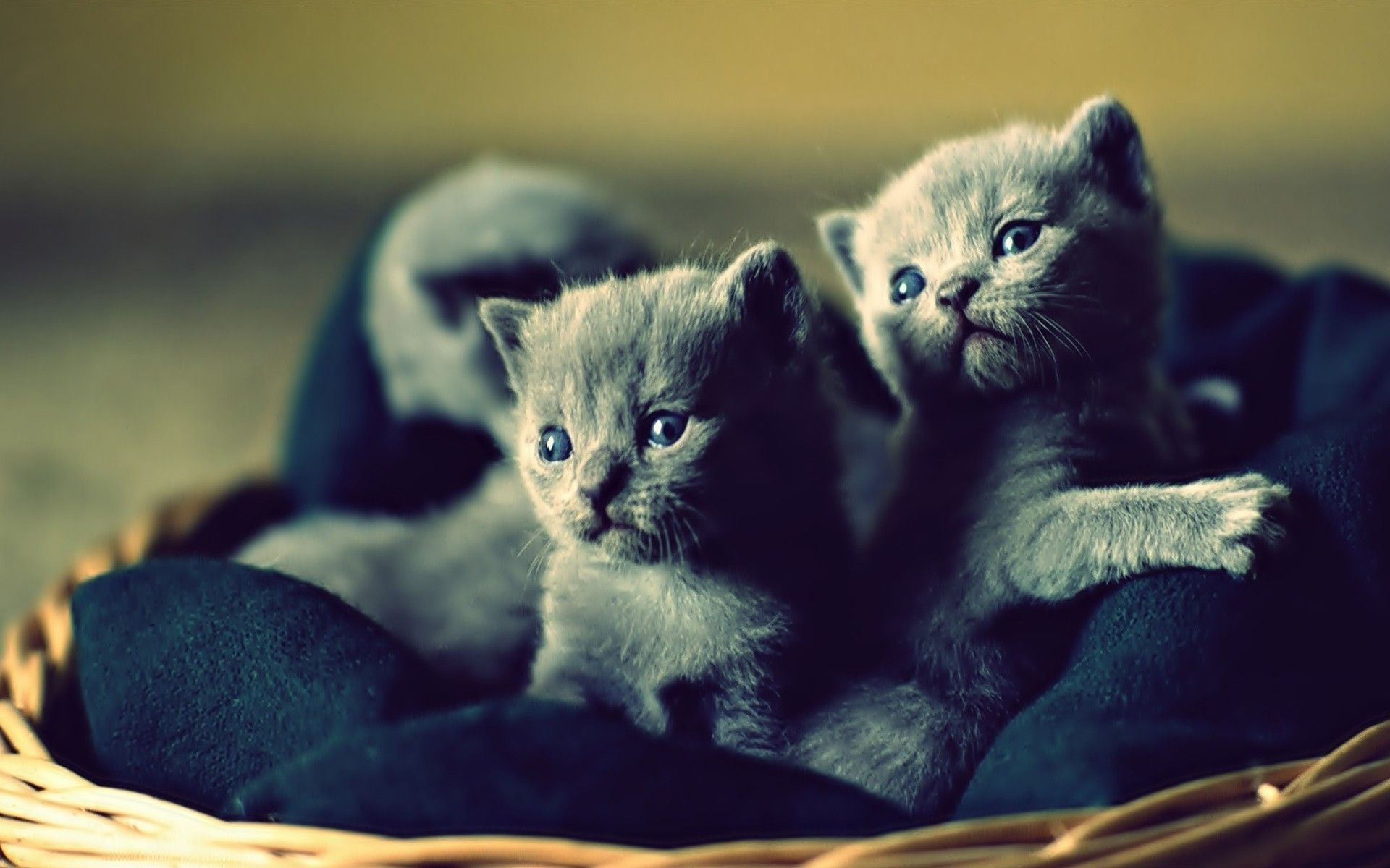 Kittens in bed - WALLPAPERS-HD