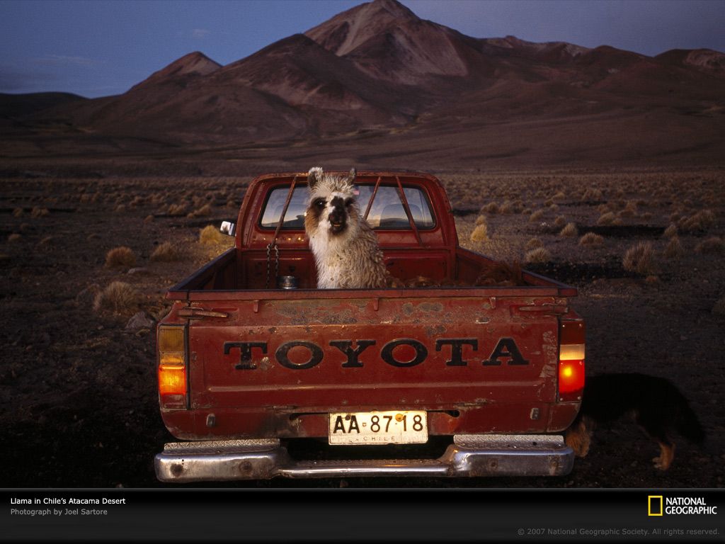 Chile, Llama in Pickup Truck, Photo of the Day, Picture