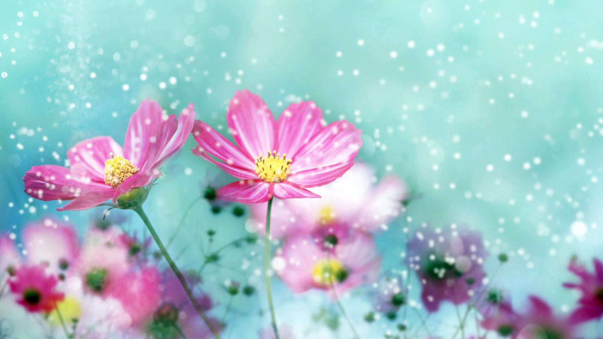 Wallpapers HD Flower Group (91+)