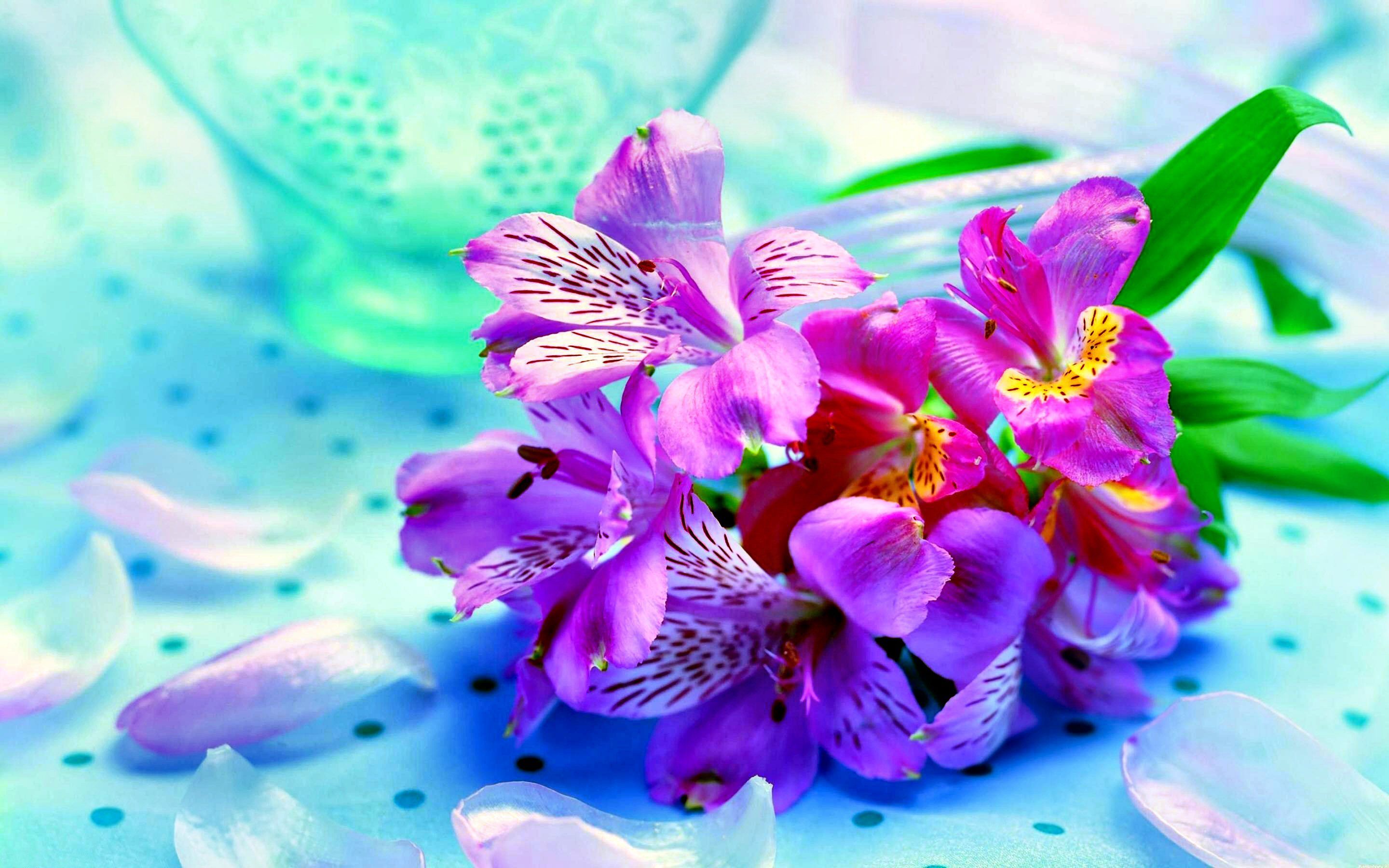 5283 Flower HD Wallpapers Backgrounds - Wallpaper Abyss