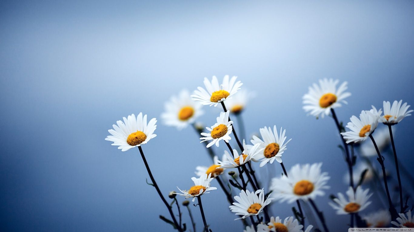 White Daisies Flowers HD desktop wallpaper : High Definition ...