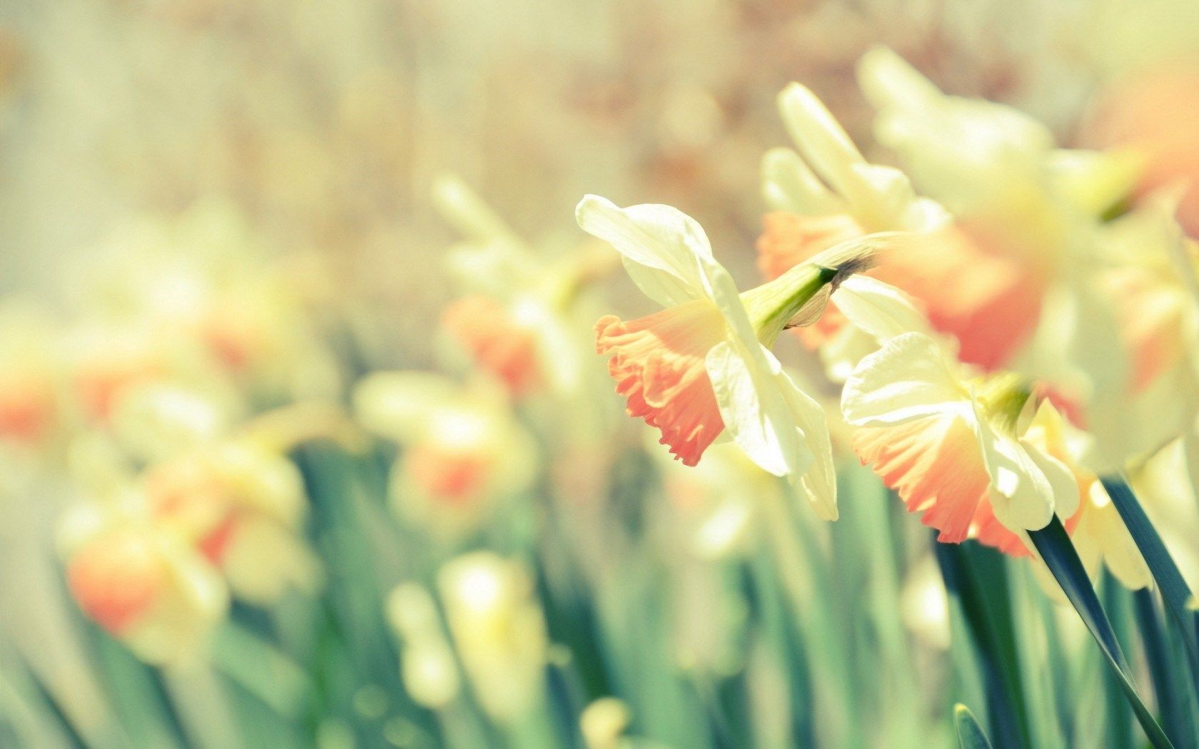 daffodils flowers images and wallpapers Download