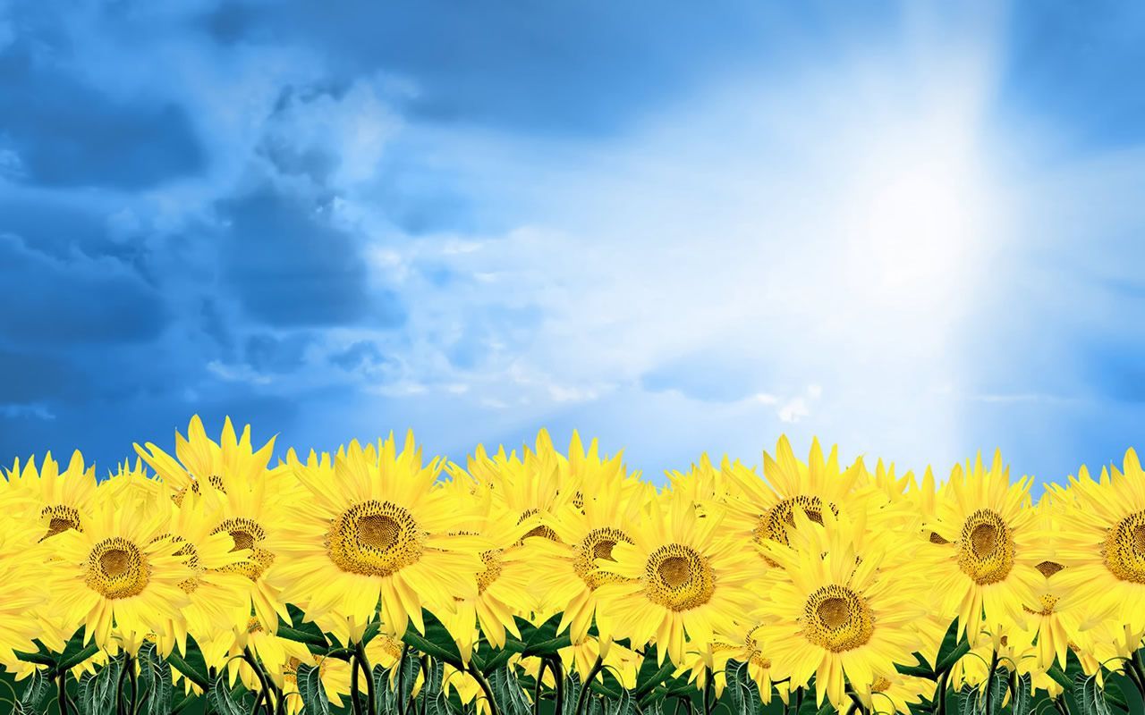 Flower Backgrounds | Hd Wallpapers